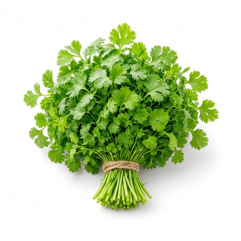Fresh Coriander Cilantro